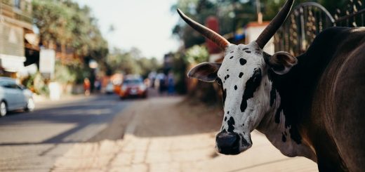 White and Black Cow on Road